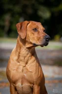 Nabídka krytí Rhodesky ridgeback