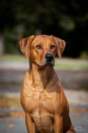 Nabídka krytí Rhodesky ridgeback