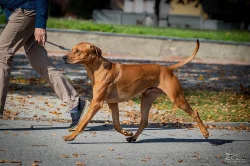 Nabídka krytí Rhodesky ridgeback