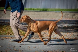 Nabídka krytí Rhodesky ridgeback