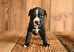 Americký stafordširský teriér ( Amstaff )