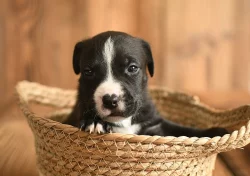 Americký stafordširský teriér ( Amstaff )