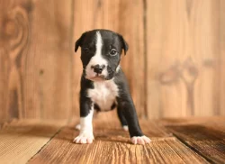 Americký stafordširský teriér ( Amstaff )