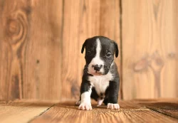Americký stafordširský teriér ( Amstaff )