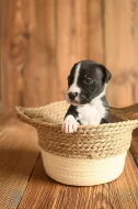 Americký stafordširský teriér ( Amstaff )