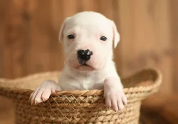 Americký stafordširský teriér ( Amstaff )