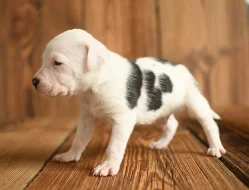 Americký stafordširský teriér ( Amstaff )