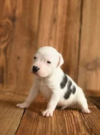 Americký stafordširský teriér ( Amstaff )