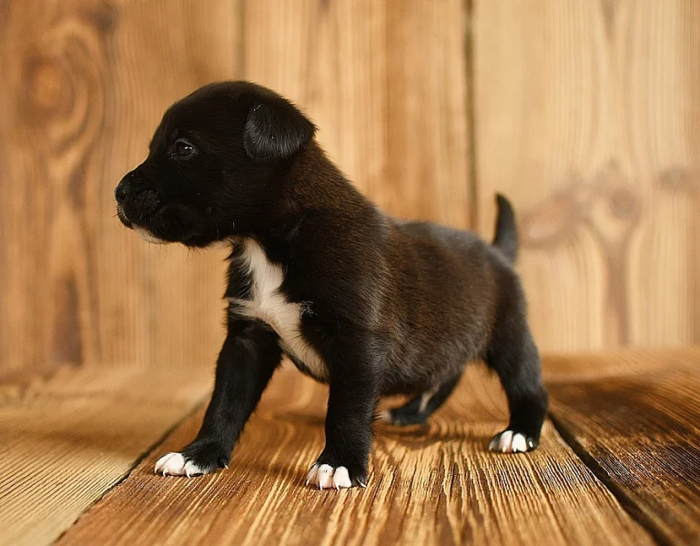 Americký stafordširský teriér ( Amstaff )
