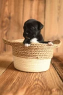 Americký stafordširský teriér ( Amstaff )