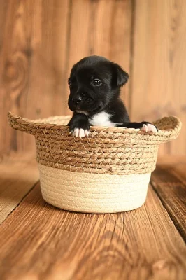 Americký stafordširský teriér ( Amstaff )