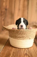 Americký stafordširský teriér ( Amstaff )