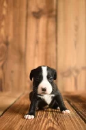 Americký stafordširský teriér ( Amstaff )