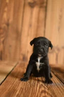 Americký stafordširský teriér ( Amstaff )