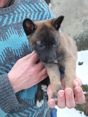 Štěňata belgický ovčák malinois