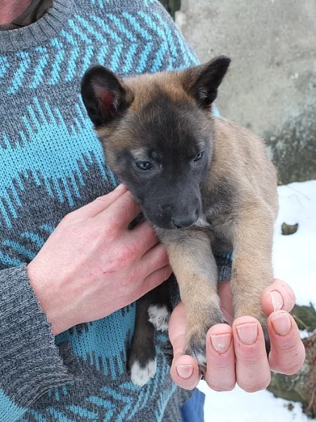 Štěňata belgický ovčák malinois