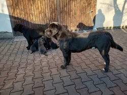 CaneCorso