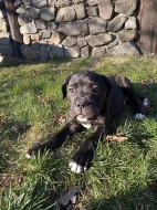 CaneCorso