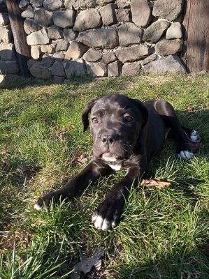CaneCorso
