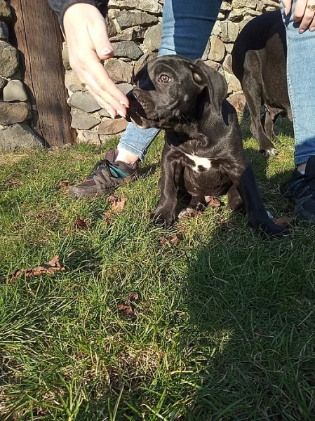 CaneCorso