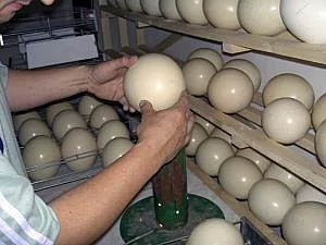 Pštros na prodej