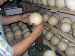 OSTRIGES NA PRODEJ, VČETNĚ JEJICH VÝROBKŮ.