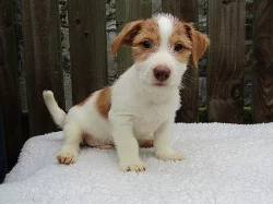 VÝHODNÉ – půlroční pejsek Jack Russella teriéra PP