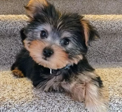 Yorkshire terrier bez PP