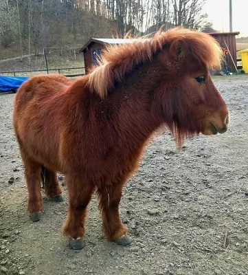 Prodám MINISHETLAND PONY