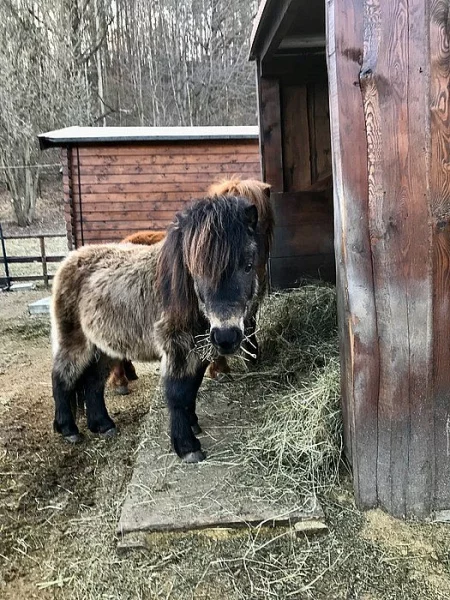 Prodám MINIHORSE