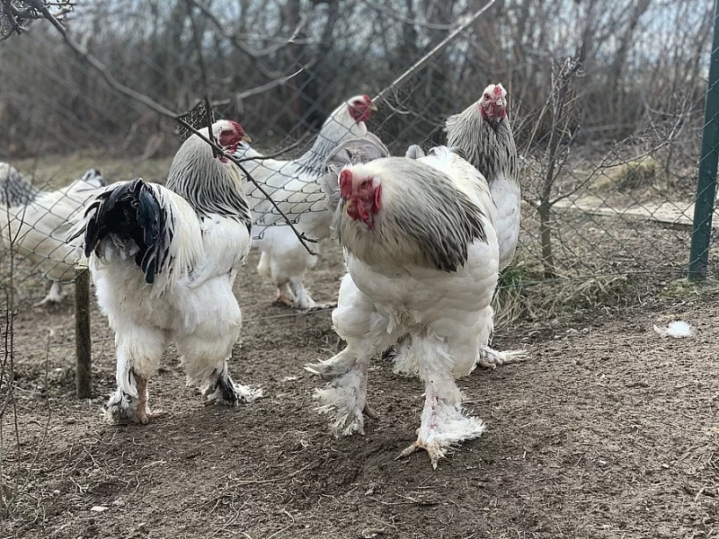 Kohout brahmánky velké bílé kolumbijské