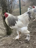 Kohout brahmánky velké bílé kolumbijské