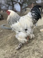 Kohout brahmánky velké bílé kolumbijské