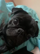 Mops ke krytí