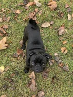 Mops ke krytí