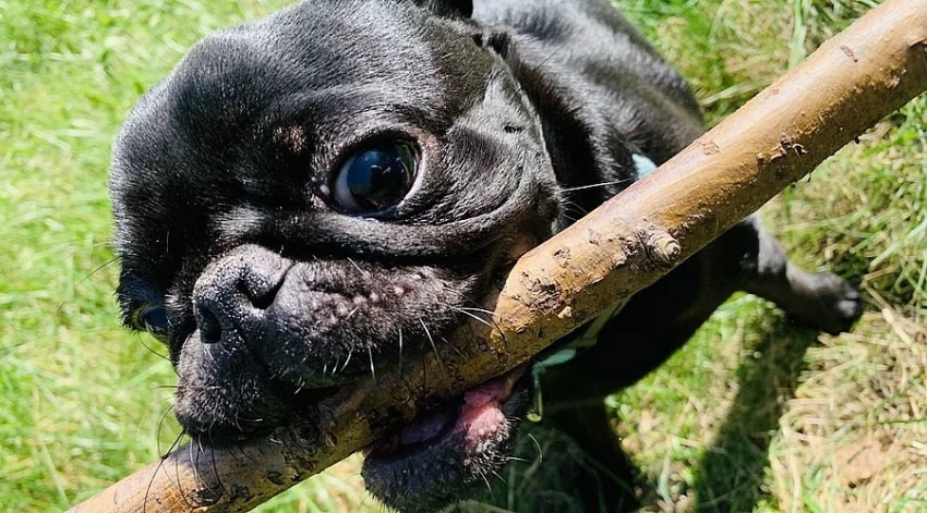 Mops ke krytí