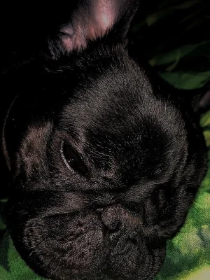 Mops ke krytí