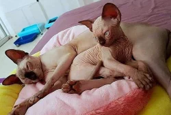 Sphynx koťátka