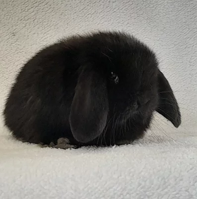 MINI beránci MINILOP s VP - již k odběru