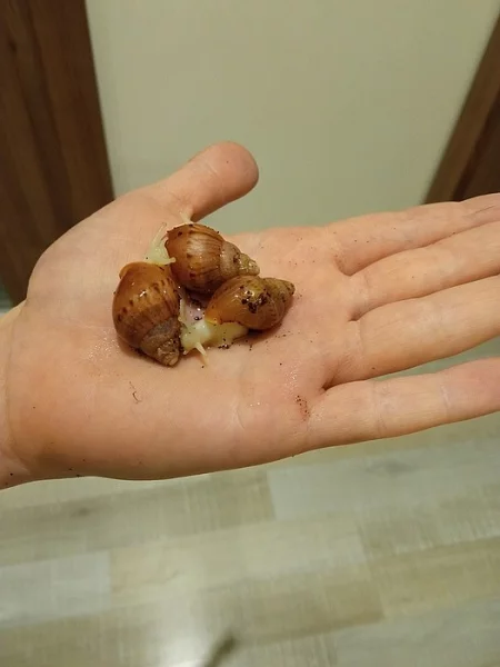 Lissachatina reticulata - šnek africký (oblovka žravá)