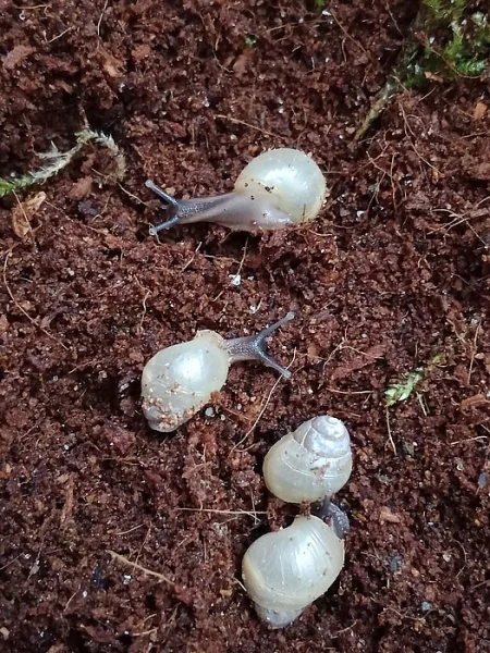 Šnek africkýc- lissachatina zanzibarica