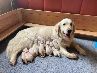 Zlatý retrívr, golden retriever s PP