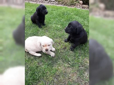 Štěňata labradora s PP.