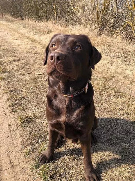 Labradorský retrívr ke krytí