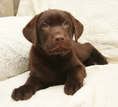 Labradorský retriever bez PP