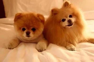 Mini pomeranian bez PP