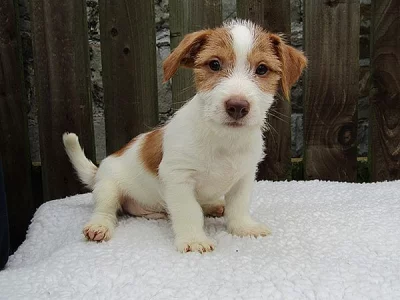 VÝHODNÉ – půlroční pejsek Jack Russella teriéra PP