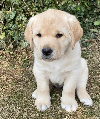 Labradorský retriever