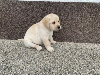 Labrador retriever