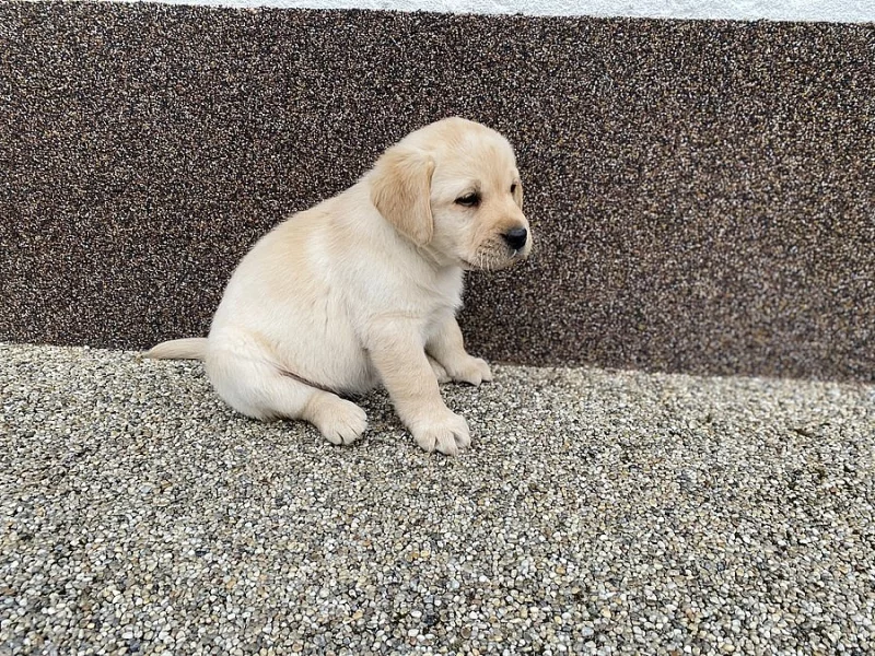 Labrador retriever